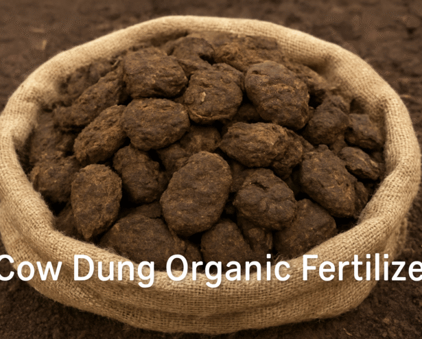 ChatGPT Image Oct 18, 2025, 08_32_34 PM ChatGPT Image Oct 18, 2025, 08_32_34 PM