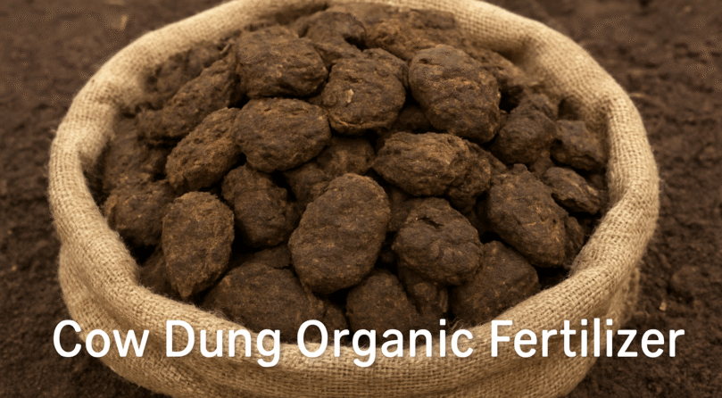 ChatGPT Image Oct 18, 2025, 08_32_34 PM